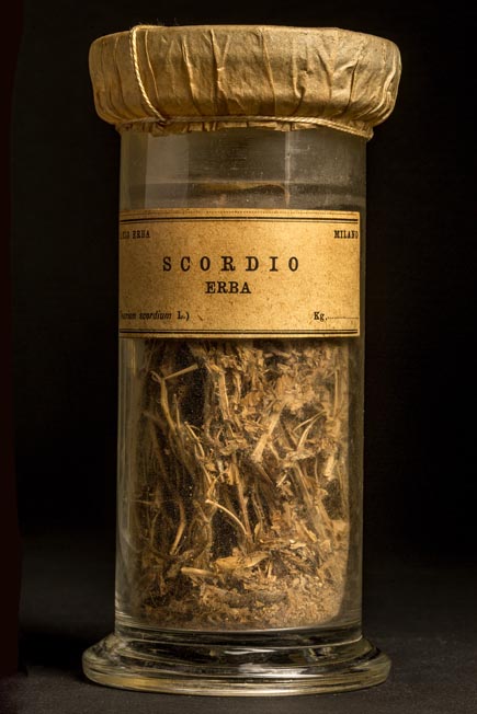 SCORDIO - erba